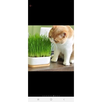 BIBIT RUMPUT KUCING 500 Seeds - Cat Grass Seed Biji Benih Bibit FEFARM