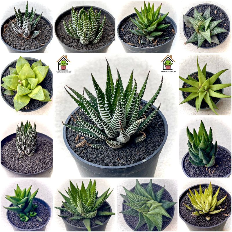 Sukulen Haworthia Limifolia