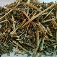 

daun batang pohon ciplukan/cecendet 250 gram