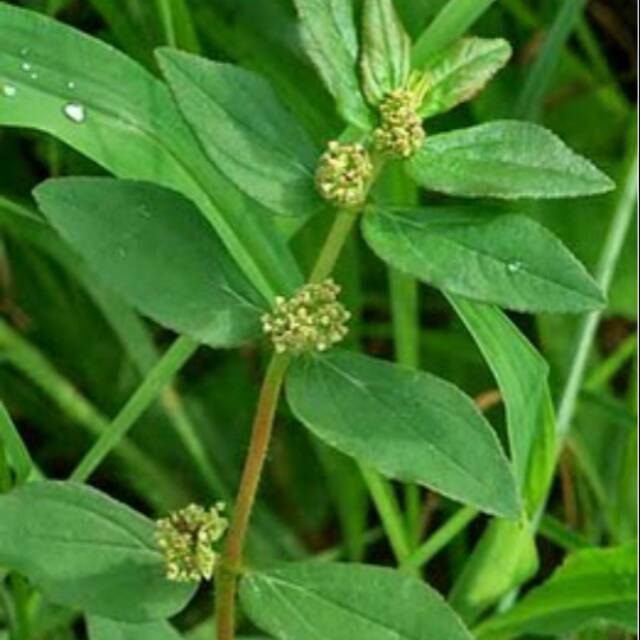 

Daun patikan kebo segar siap ambil ke kebun netto 100gram