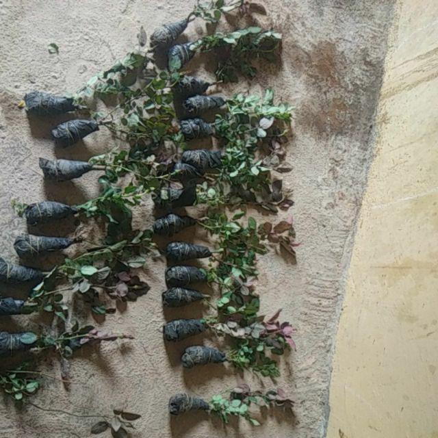 Tanaman Hias Bunga Mawar 20 Pcs - Bunga Mawar - Bibit Tanaman Bunga Mawar Berbunga