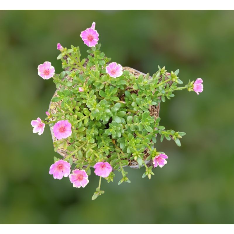 tanaman krokot bunga pink / tanaman krokot murah