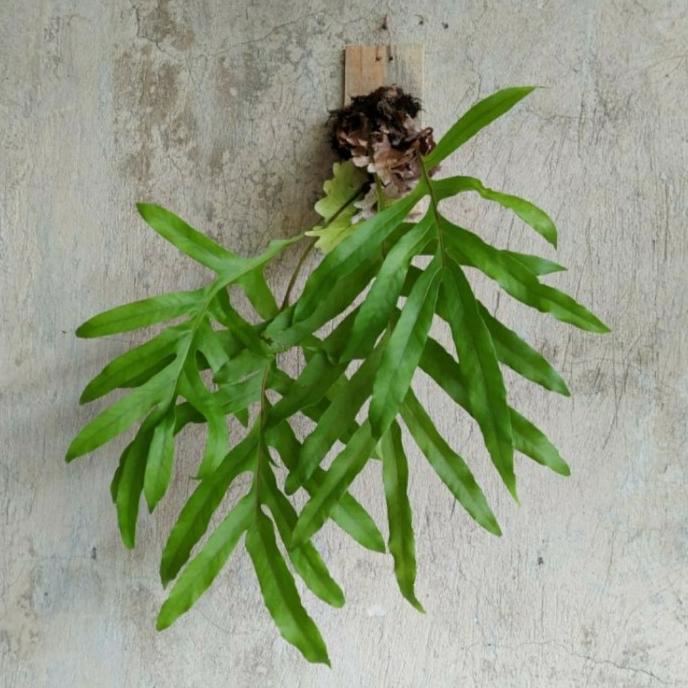 populer] Tanaman Pakis tempel hiasan dinding