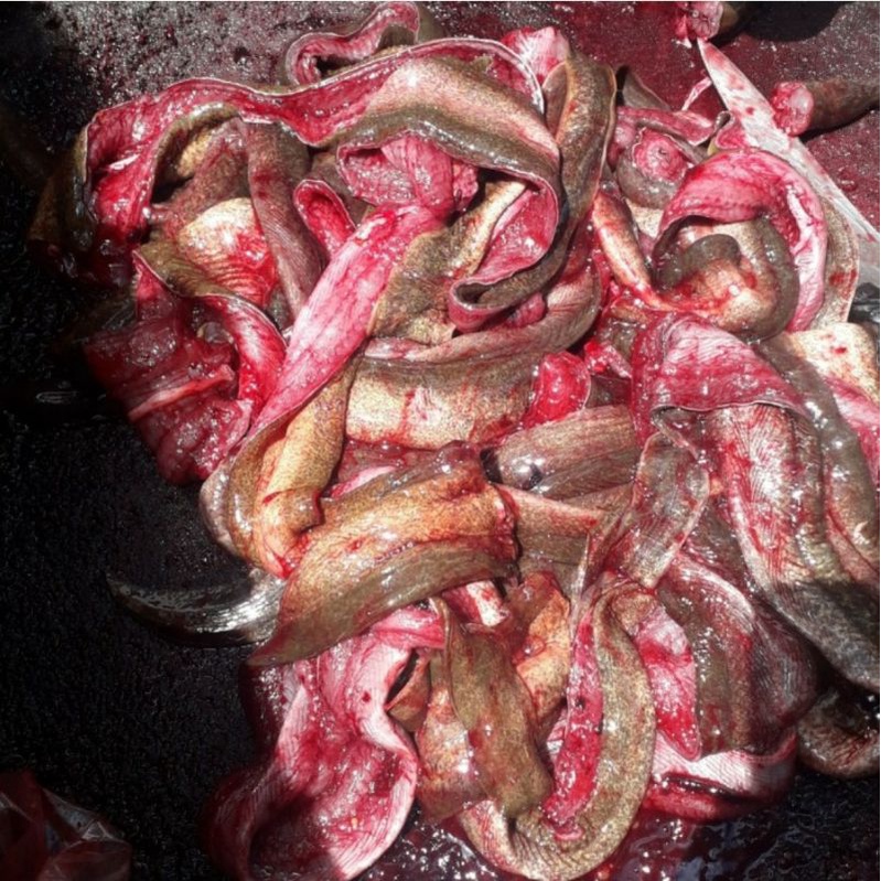 

belut fillet buang tulang 1 kg