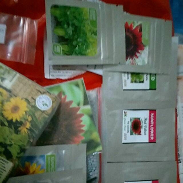 Benih Biji Ciplukan Pack - Gp