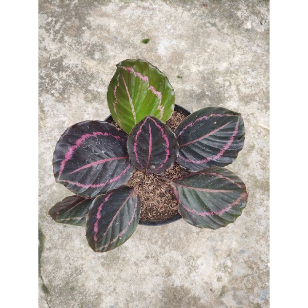 Calathea Black Lipstick