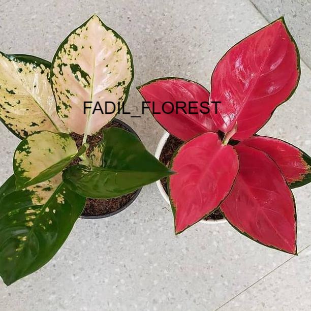 Paket 2 jenis baby aglonema merah putih (Suksom white,Suksom Jaipong) SEED_AGLONEMA