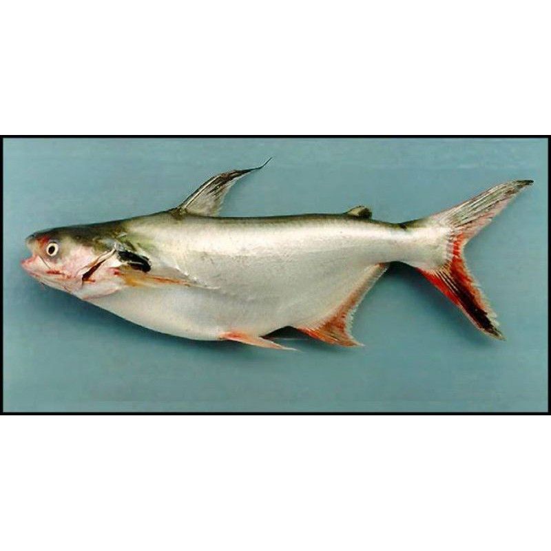 

ikan patin