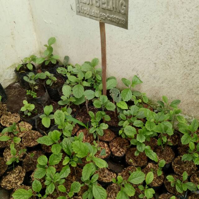 Tanaman Obat Keji Beling