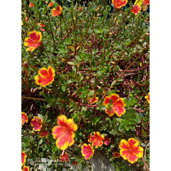 Krokot Tanaman Krokot Bunga Merah