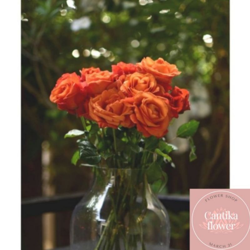 fresh orange roses, bunga mawar orange potong segar semi holland