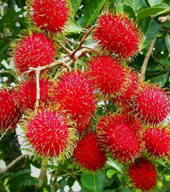 Bibit Rambutan Binjai/Tanaman Rambutan Binjai