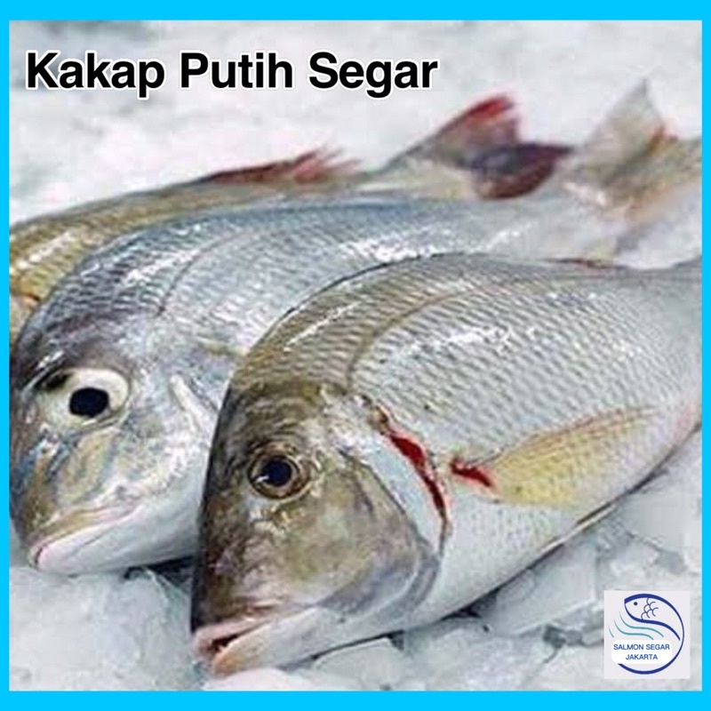 Jual Ikan Kakap Putih Segar Baramundi Kg Shopee Indonesia