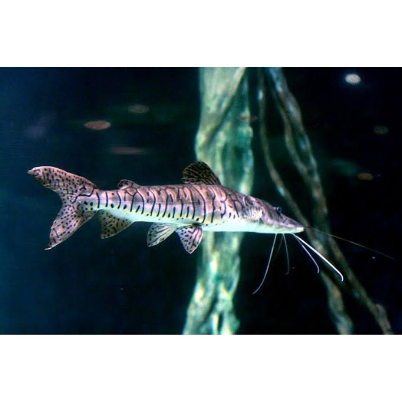 Ikan predator TSN Catfish