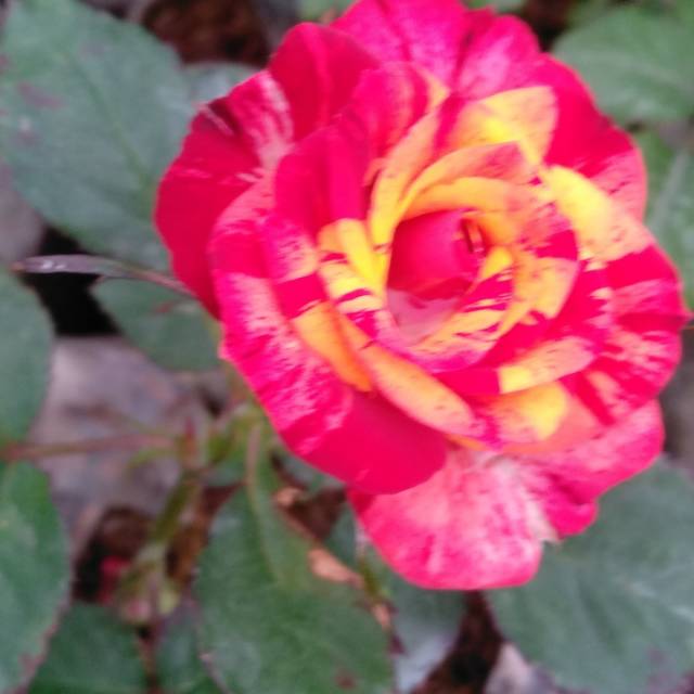 Mawar  complank rainbow bunga mawar benih mawar benih tanaman mawar batik bunga mawar