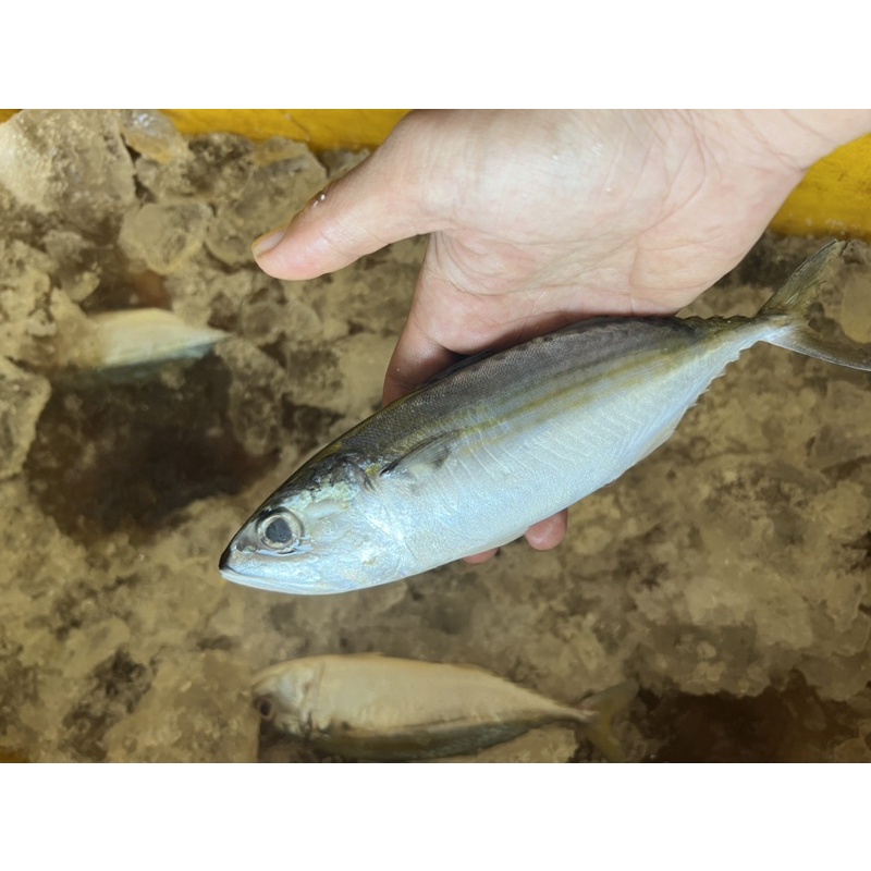 

ikan kembung banjar segar per 1kg