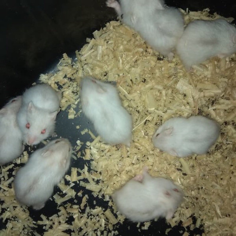 Hamster Winter White