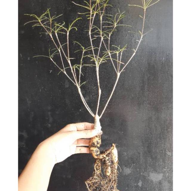 TANAMAN HIAS EUPHORBIA HEDYOTOIDES SIZE C