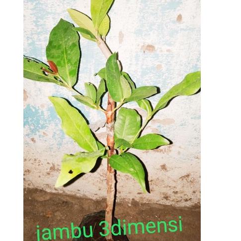 Recomended.. Bibit jambu air 3dimensi (1pohon 3jenis)