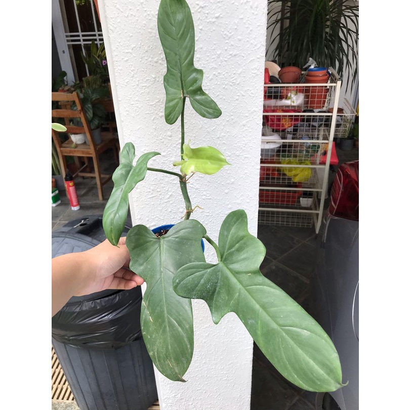 PHILODENDRON VIOLIN TANAMAN HIAS PHILODENDRON BIPENNIFOLIUM TANAMAN INDOOR