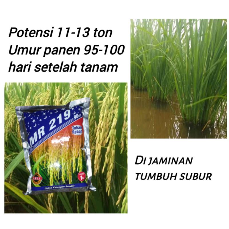 Benih Padi MR 219 asli padi malaysia