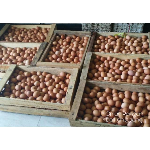 

Telur Ayam negeri fresh