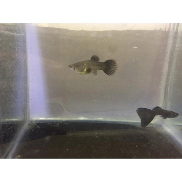 

12.12 Promo Brand Ikan Guppy Black Moscow