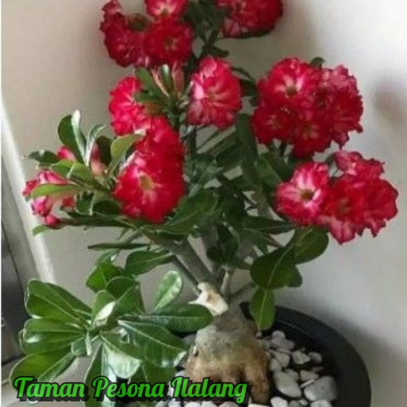 

Bibit Bunga Kamboja Jepang/Adenium-Cabang 1000 Red