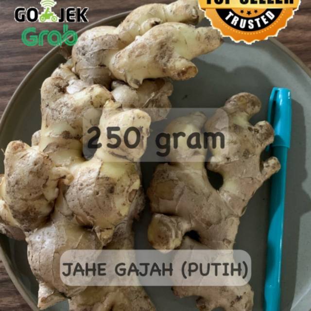 

JAHE GAJAH JAHE PUTIH fresh alami 250gr