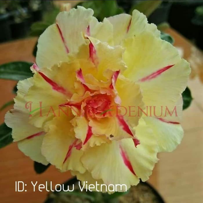 

Bibit Bunga Kamboja Adenium Yellow Vietnam