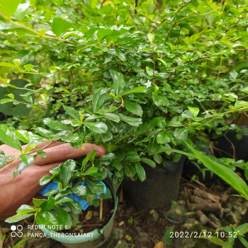 bibit bonsai hokianti/hokiantea