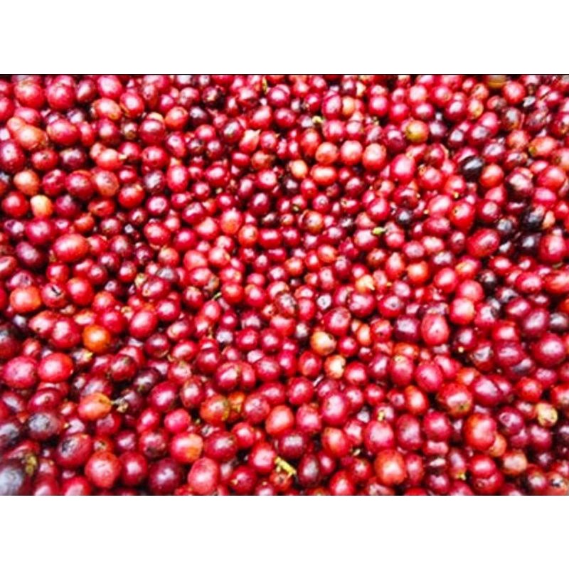 

buah kopi arabika segar 1kg buah kopi cherry segar bandung