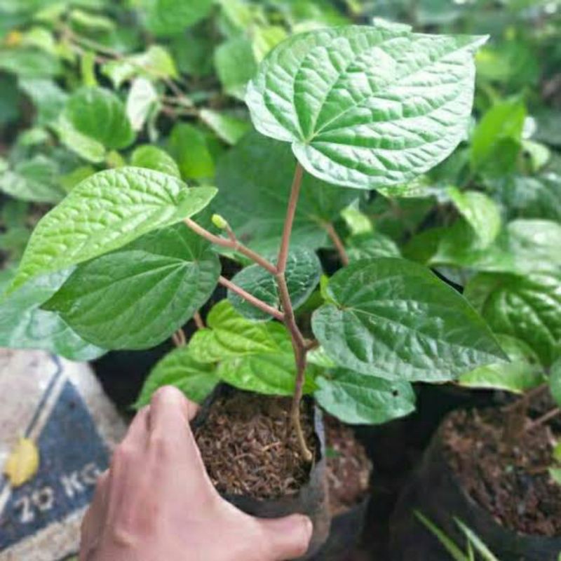 Daun sirih herbal / tanaman herbal daun sirih