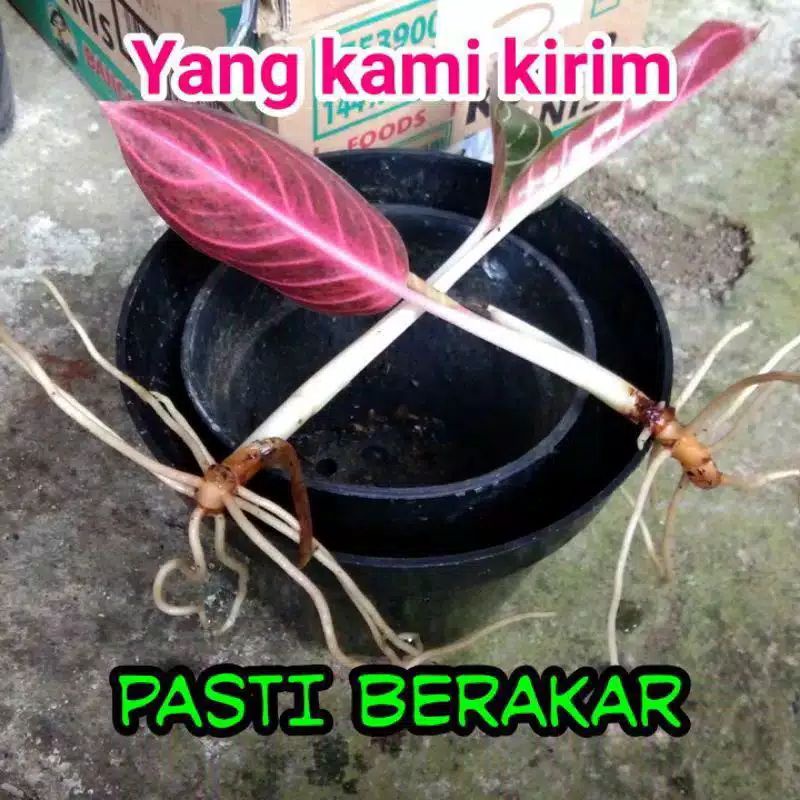 BISA COD bonggol aglonema red sumatra aglonema red sumatra