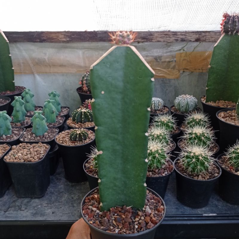 KAKTUS GYMNO PINK DIAMOND KAKTUS PINK DIAMOND GRAF TREANGEL THAILAND