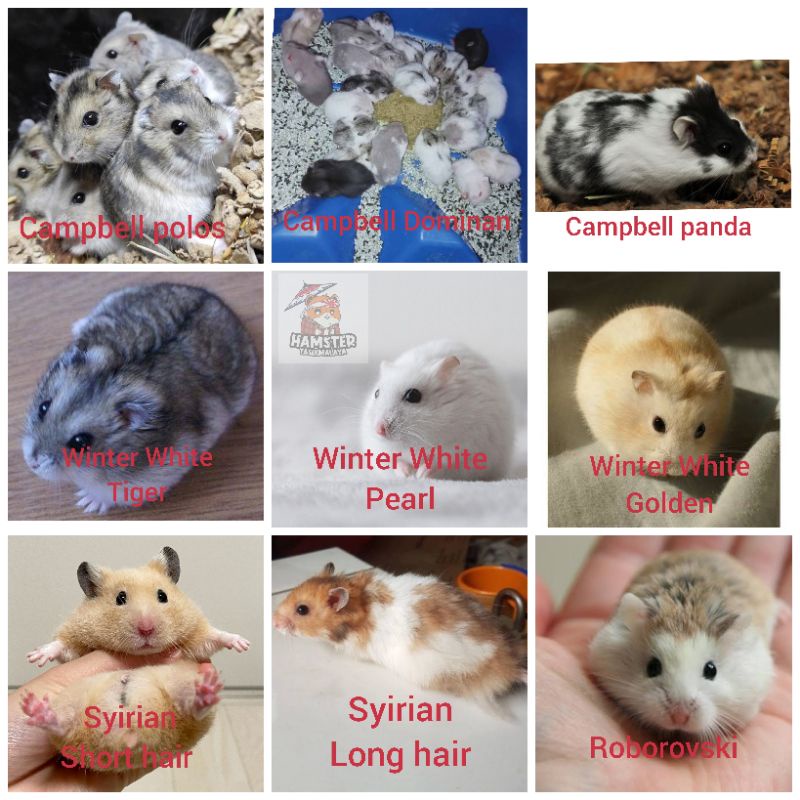 hamster Campbell, winter white, syirian, robo hamster tasik