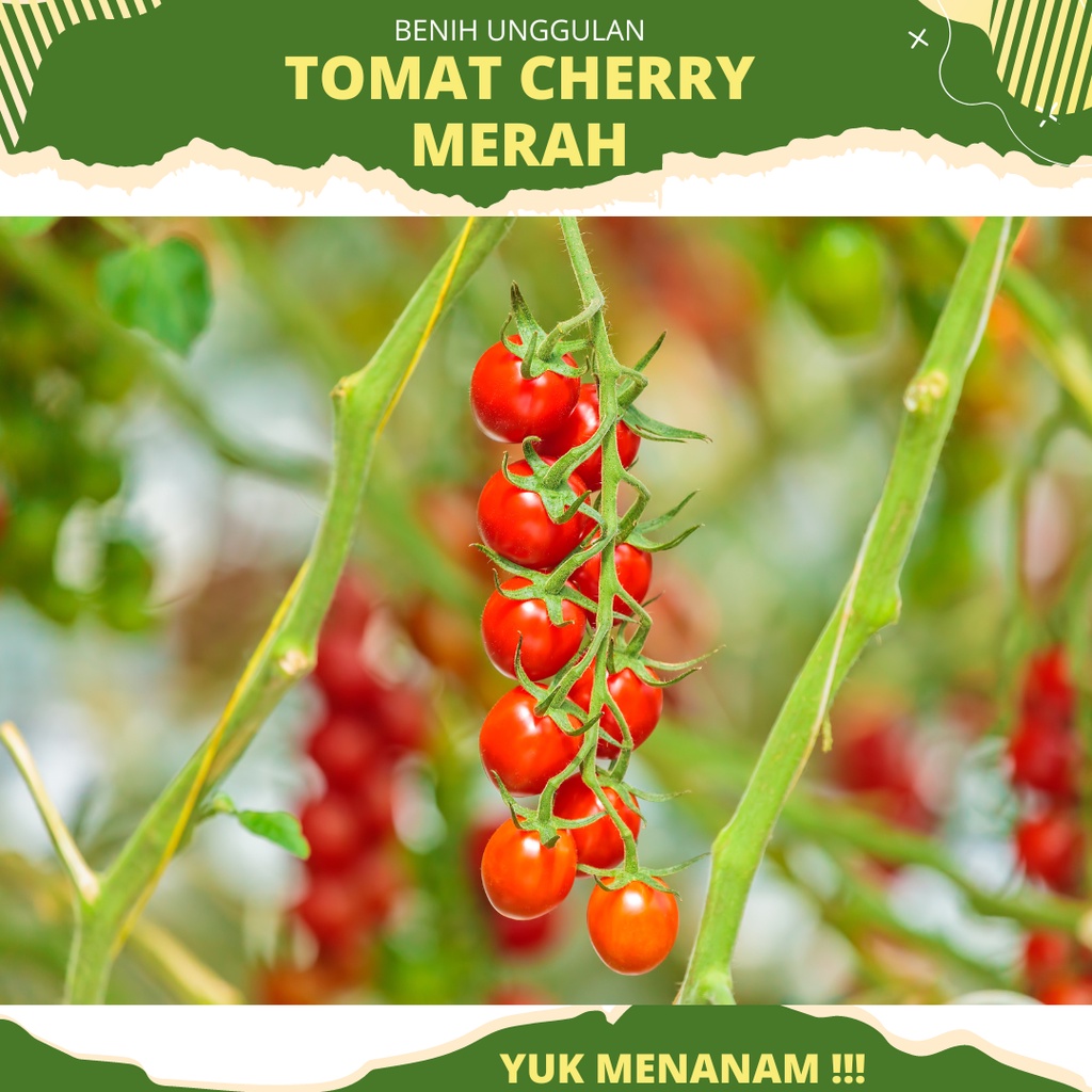 5 Biji - Benih Tomat Cherry Merah benih unggul