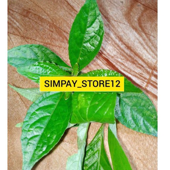 

Jual daun keji beling atau daun pecah beling 1kg fres