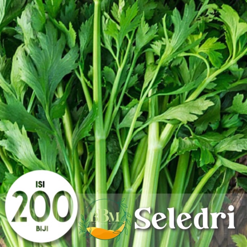 Benih/ Biji Seledri