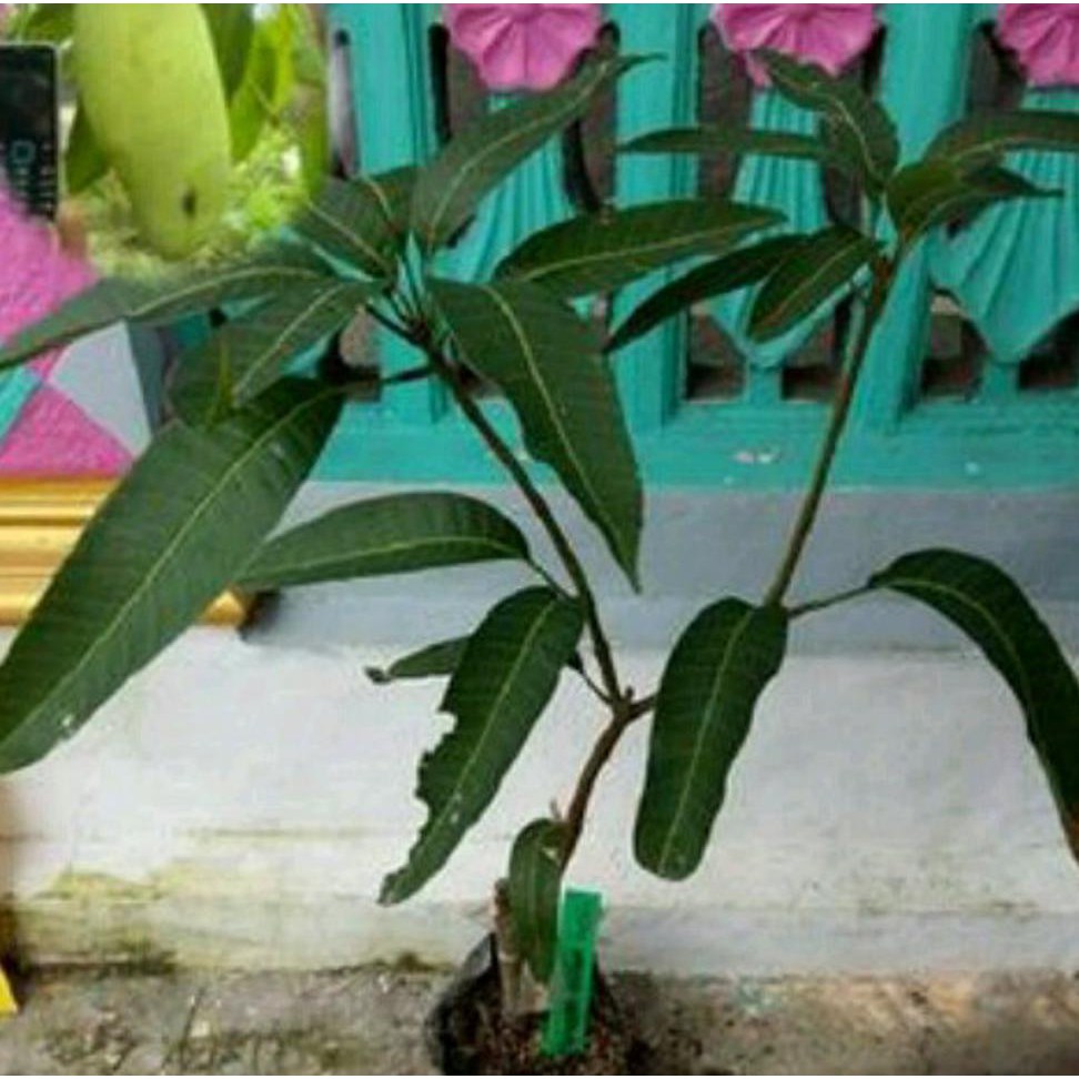 @_# BIBIT BUAH MANGGA GOLEK INDIA #_#