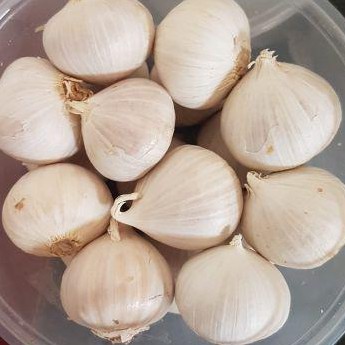

Bawang Putih Tunggal 250 Gr / Bawang Putih Lanang / Bawang Putih Obat Herbal