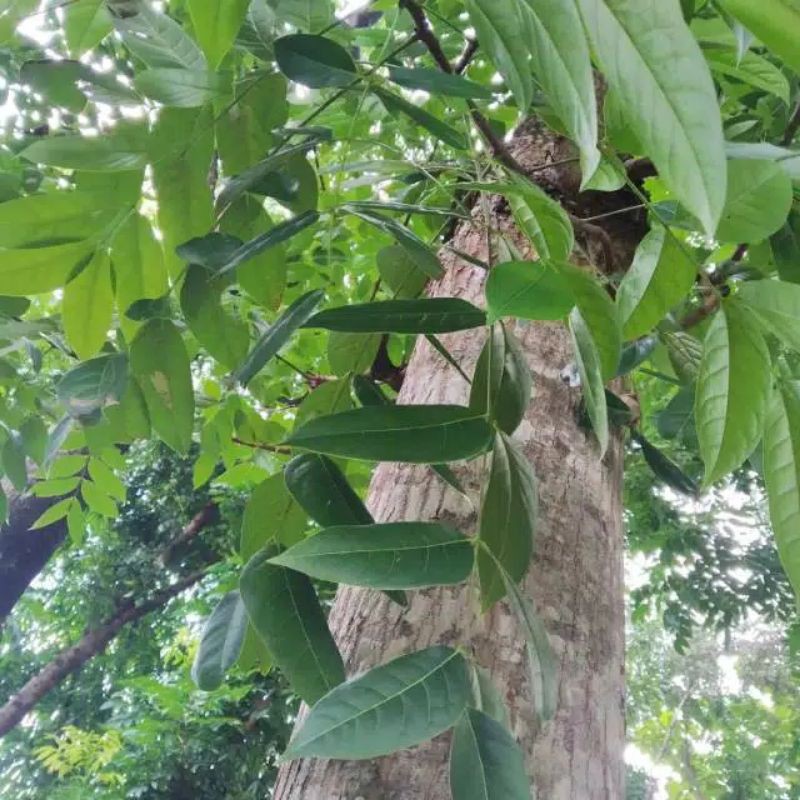 

daun mahoni per 150 lembar