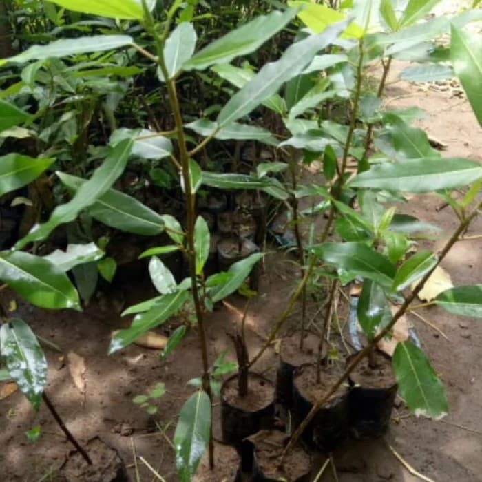 Jual Bibit Loa Pohon Loa Tanaman Loa Untuk Grafting Pohon Tin Ficus