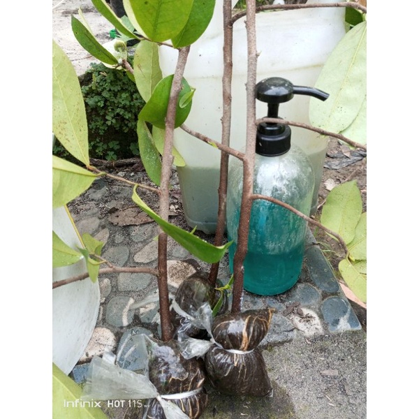 Bibit Sirsak Madu Cangkok Fresh