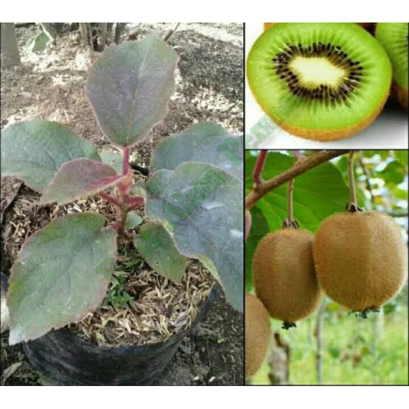 Bibit buah kiwi jumbo