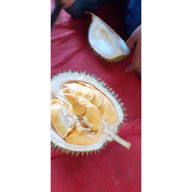 

durian lokal lolong