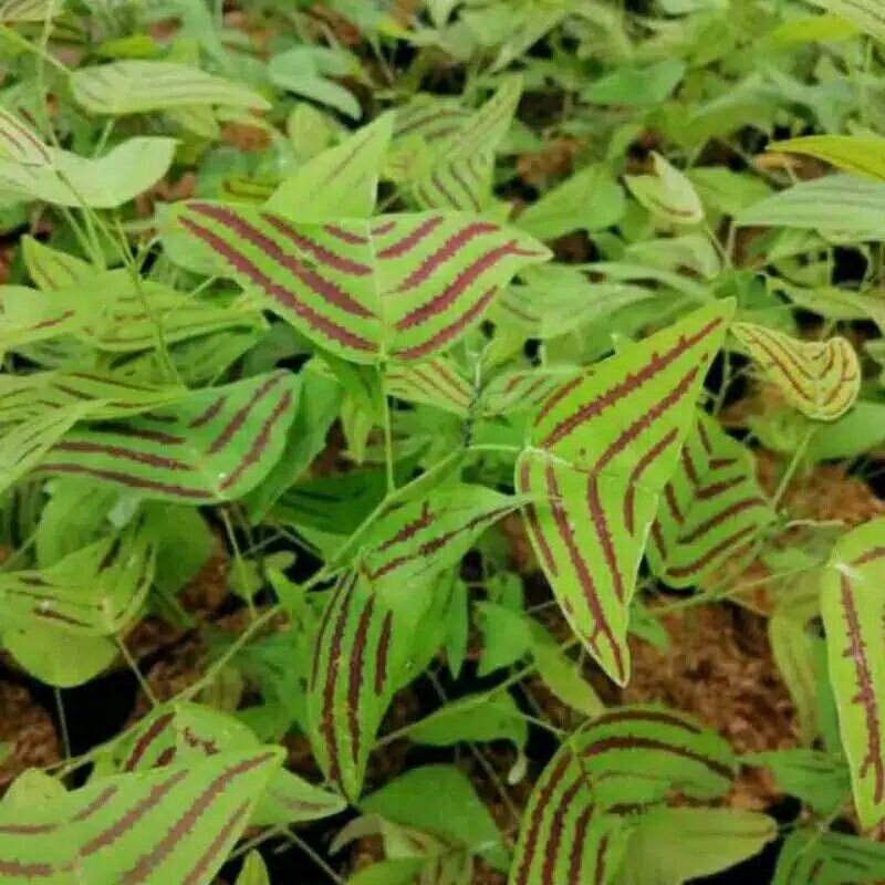 tanaman hias kupu kupu batik-kupu kupu batik tanaman hias bibit/pohon hias kupu kupu