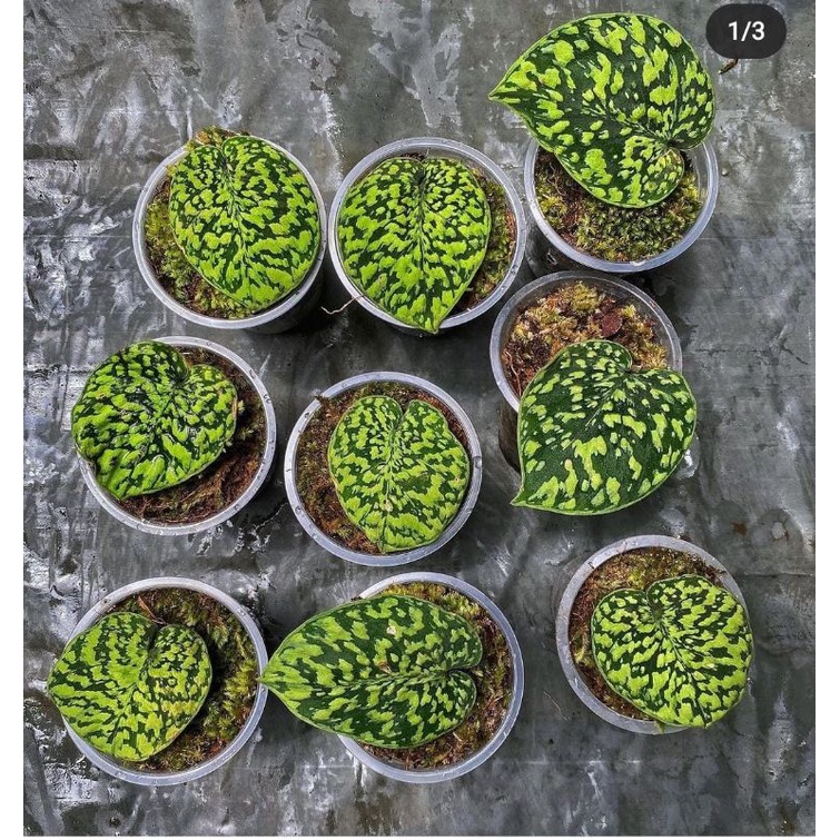 snake scale scindapsus