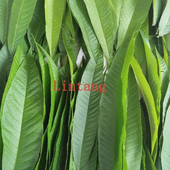 

Model Terkini.. Daun Sungkai Segar 250 gr/Daun Sungkai Kering 200gr/Daun Sungkai Segar 250gr JQ