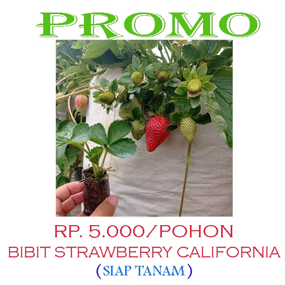 Bibit Strawberry California